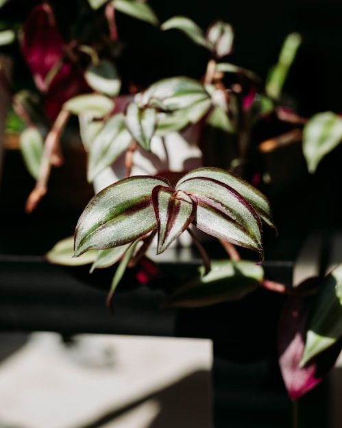 Кімнатні рослини