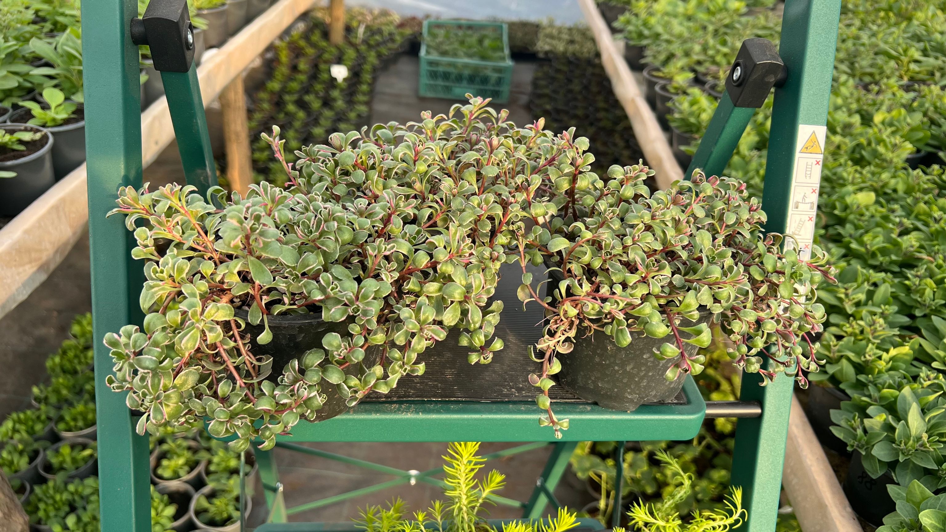 Очиток (Седум)