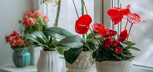 Квітучі (орхідеї, антуріум, фіалки)