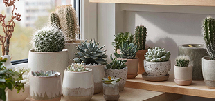 Сукуленти та кактуси