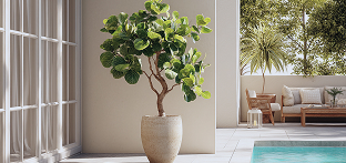 Міні-дерева (бонсаї, цитрусові)