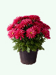 Хризантема Jasoda Dark Pink